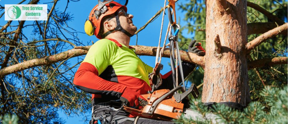 Canberra Tree Service