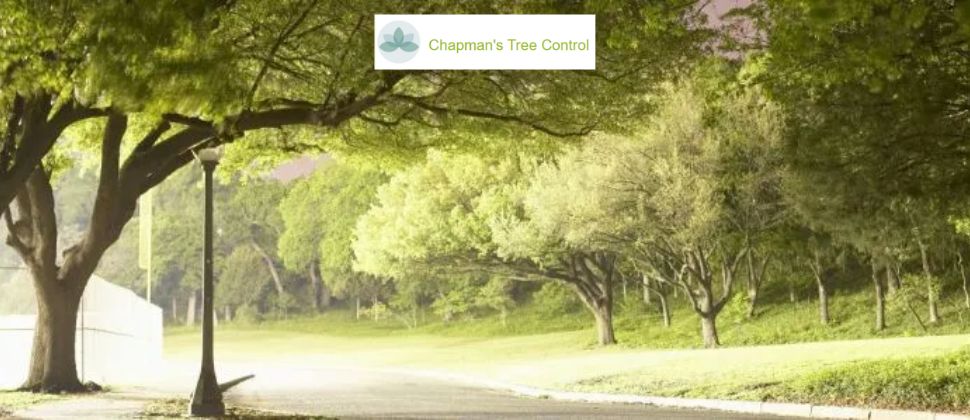 Chapman's Tree Control