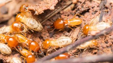 Best Termite Control Experts Sunshine Coast