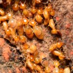 Best Termite Control Experts Brisbane