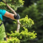 Best Arborists Perth