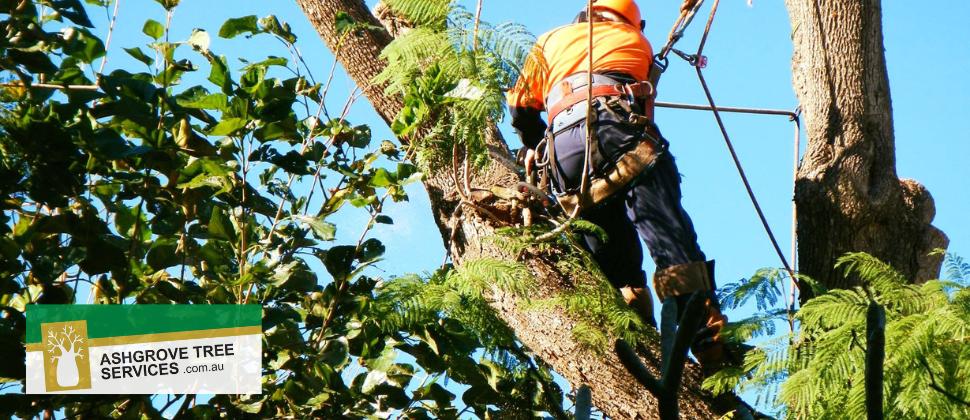 Ashgrove Tree Services