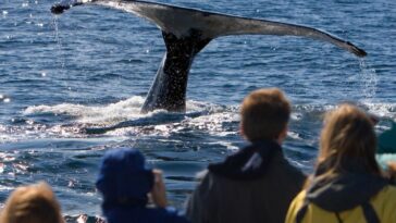 Best Whale Watching Spots On The Gold Coast For Families